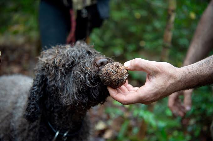 Il Borro by Ferragamo — The Art of the Truffle Hunt: A Private Tuscan Adventure